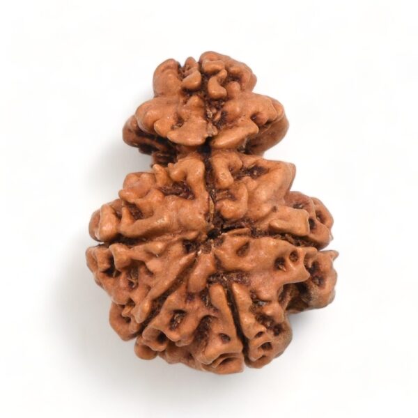1-Mukhi Nepali Sawar dana Rudraksha