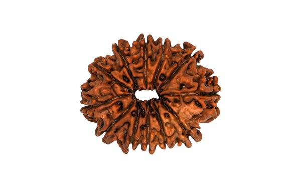 13-Mukhi Nepali Rudraksha