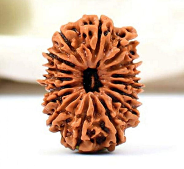 16-Mukhi Nepali Rudraksha