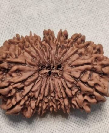19-Mukhi Nepali Rudraksha