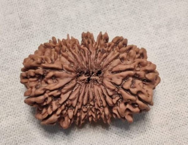 19-Mukhi Nepali Rudraksha