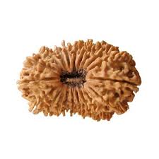 20-Mukhi Nepali Rudraksha