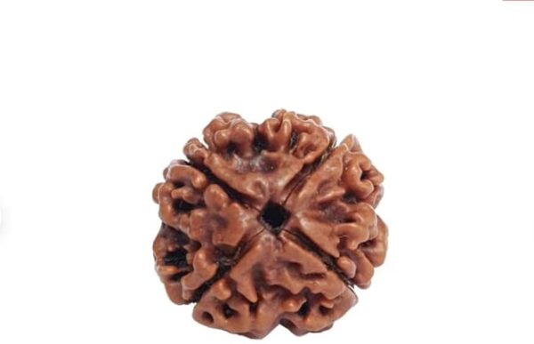 4-Mukhi Nepali Rudraksha