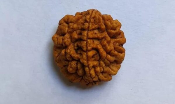 2-Mukhi Nepali Rudraksha