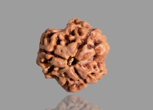 3-Mukhi Nepali Rudraksha