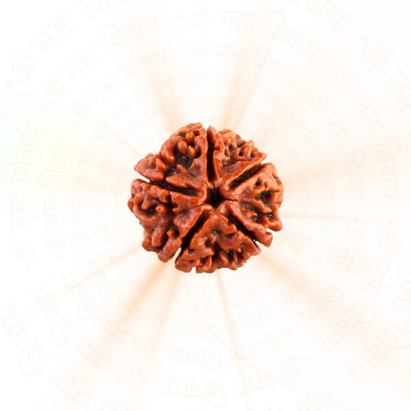 5-Mukhi Nepali Rudraksha