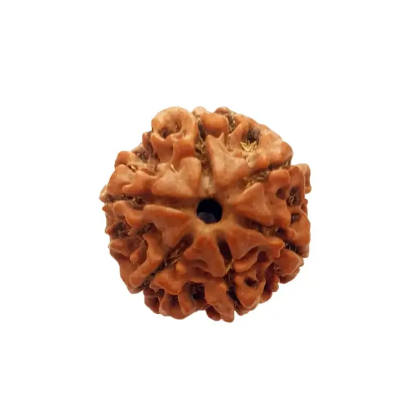 6-Mukhi Nepali Rudraksha