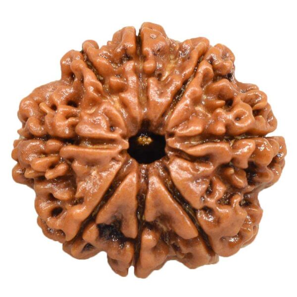 8-Mukhi Nepali Rudraksha