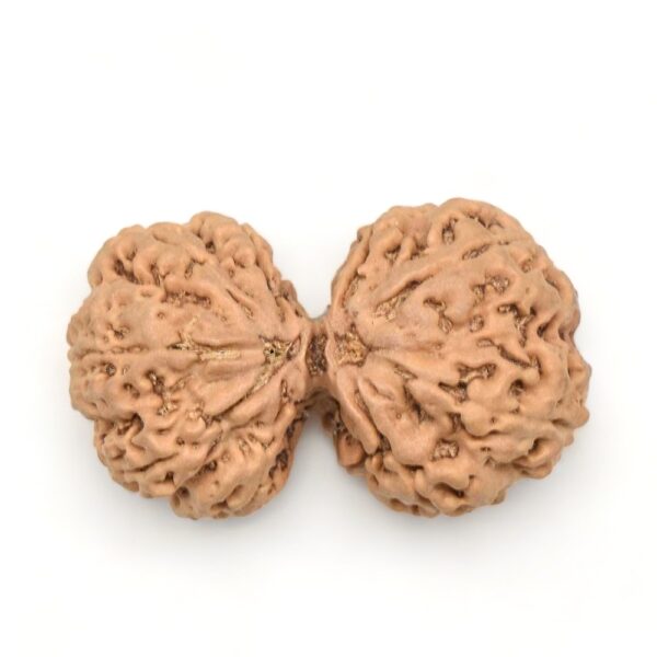 Gauri Shankar Rudraksha